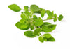 FRESH OREGANO
