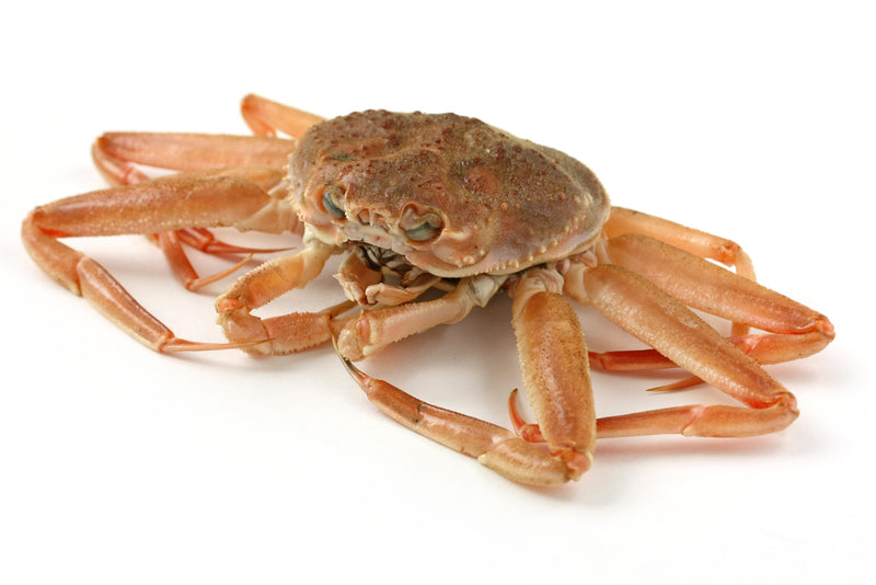LABRADOR SNOW CRAB, 6 oz