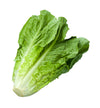 Canada #1 Romaine Lettuce