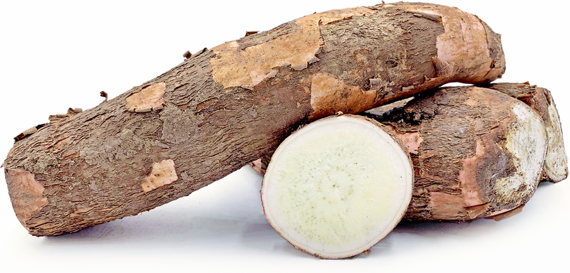Yuca Root